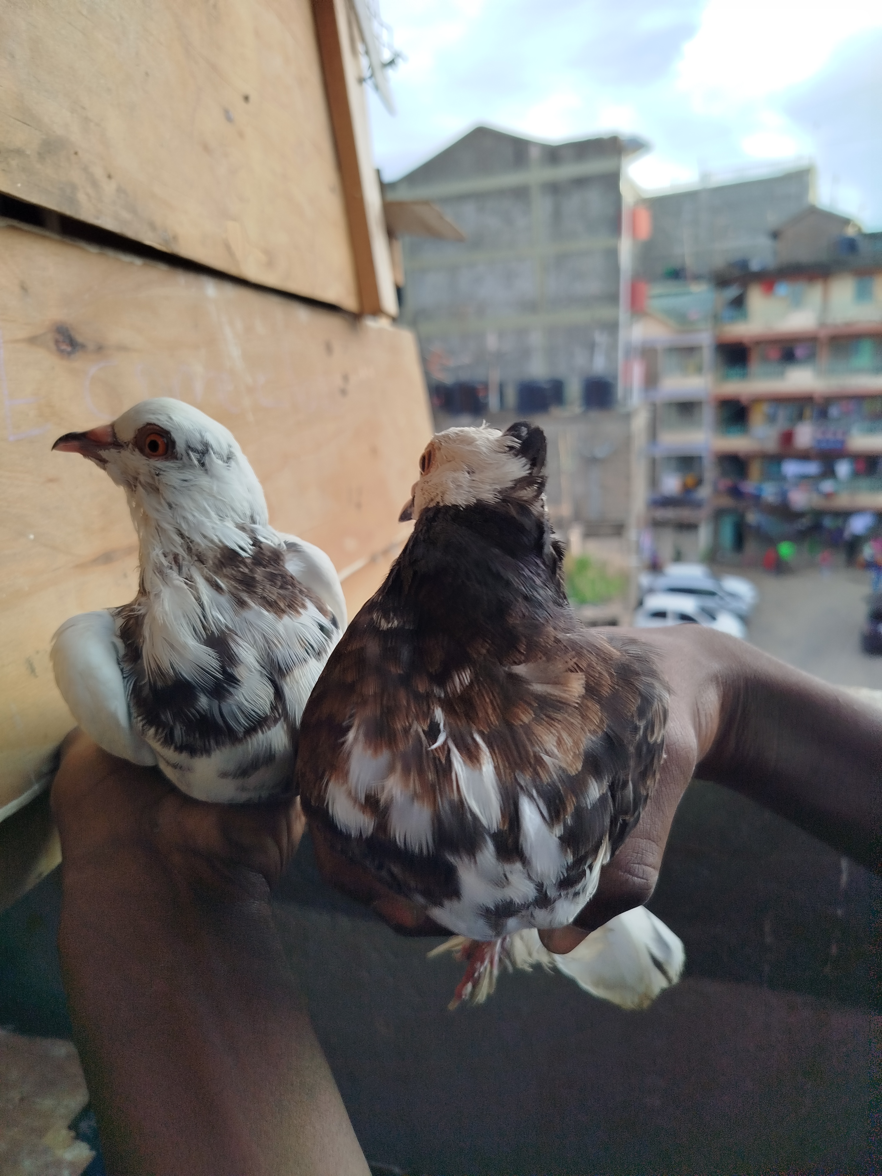 Budbird services work 3