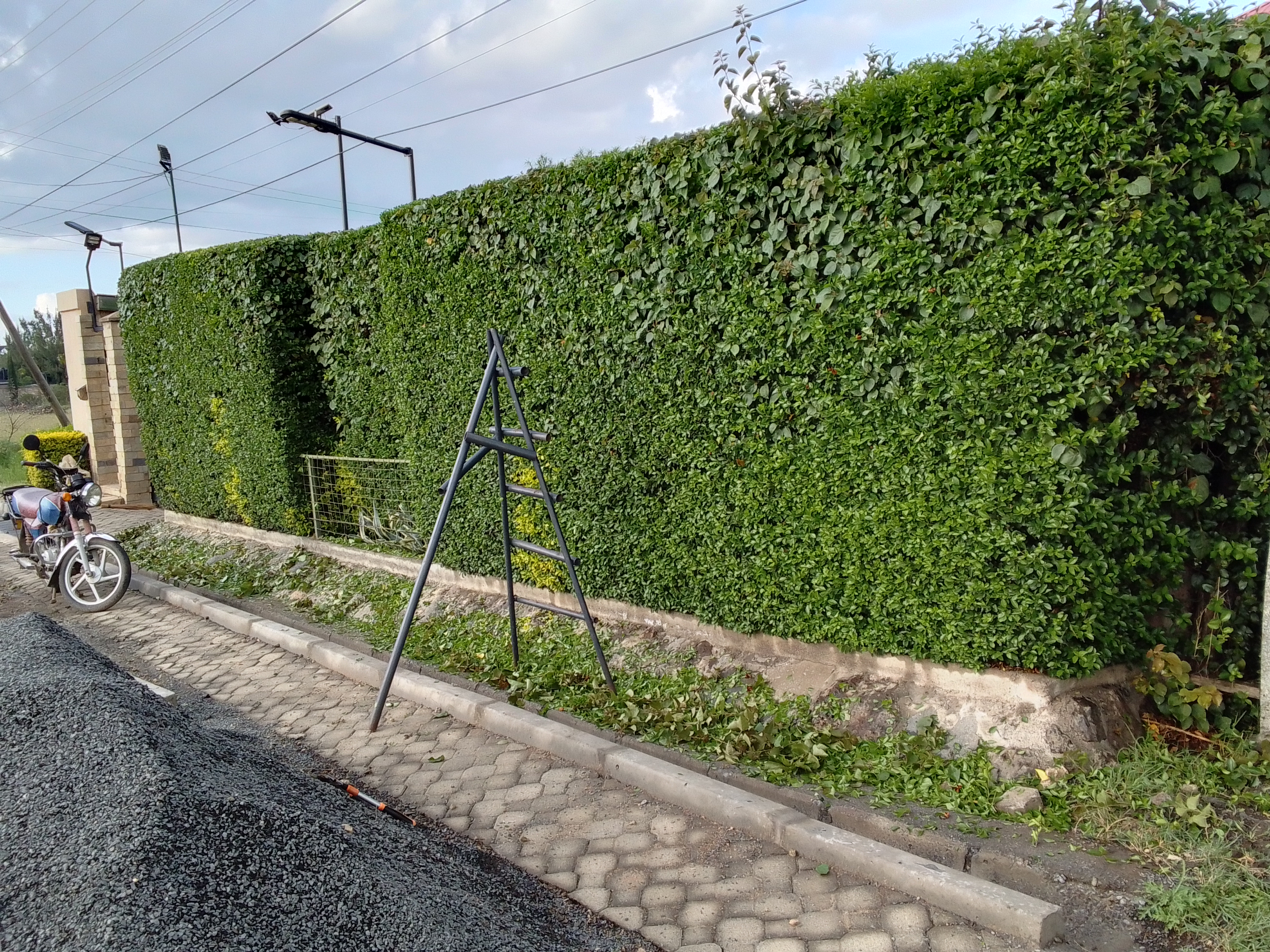 Kamaa Hedge Master work 1