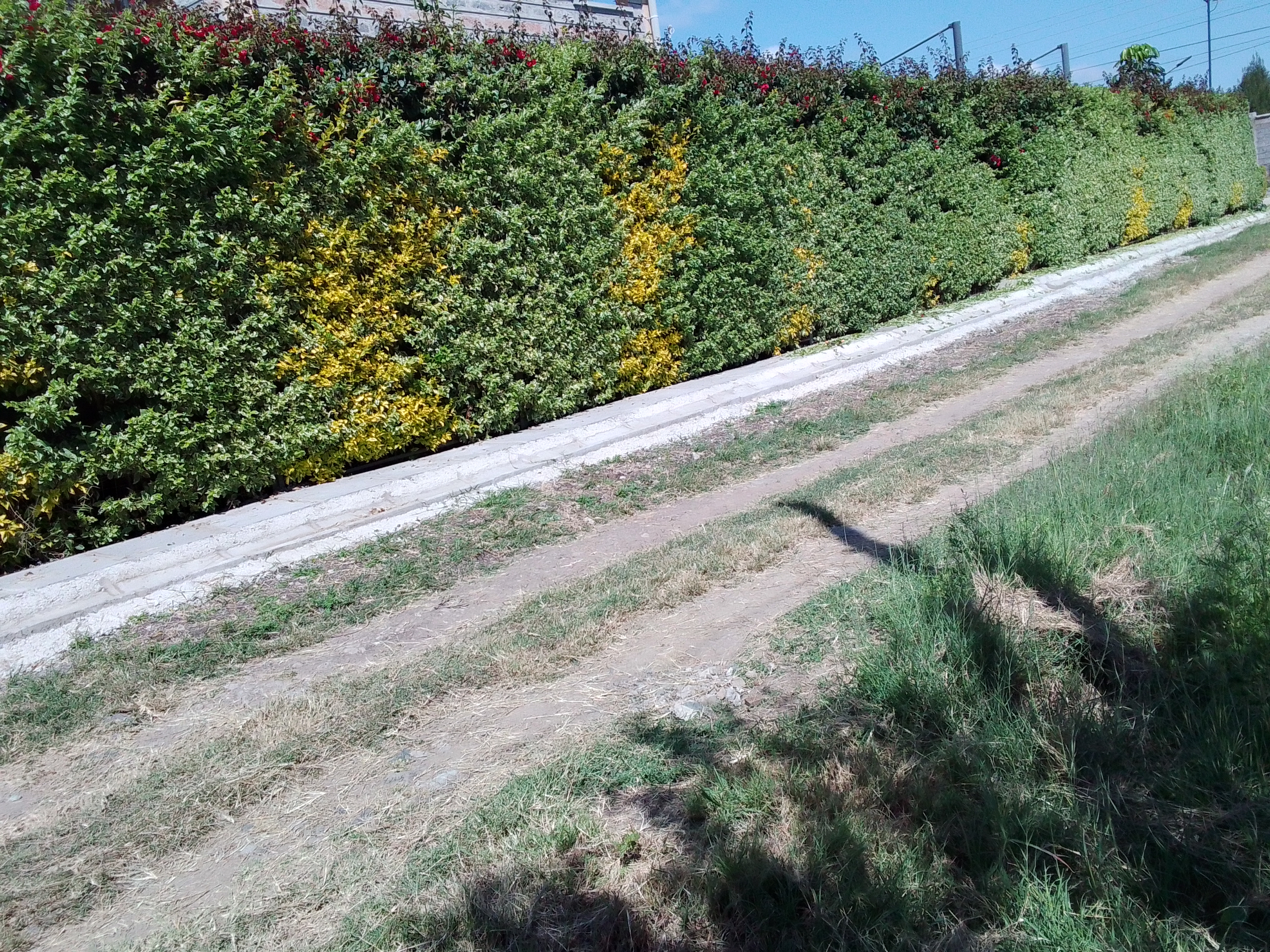 Kamaa Hedge Master work 3