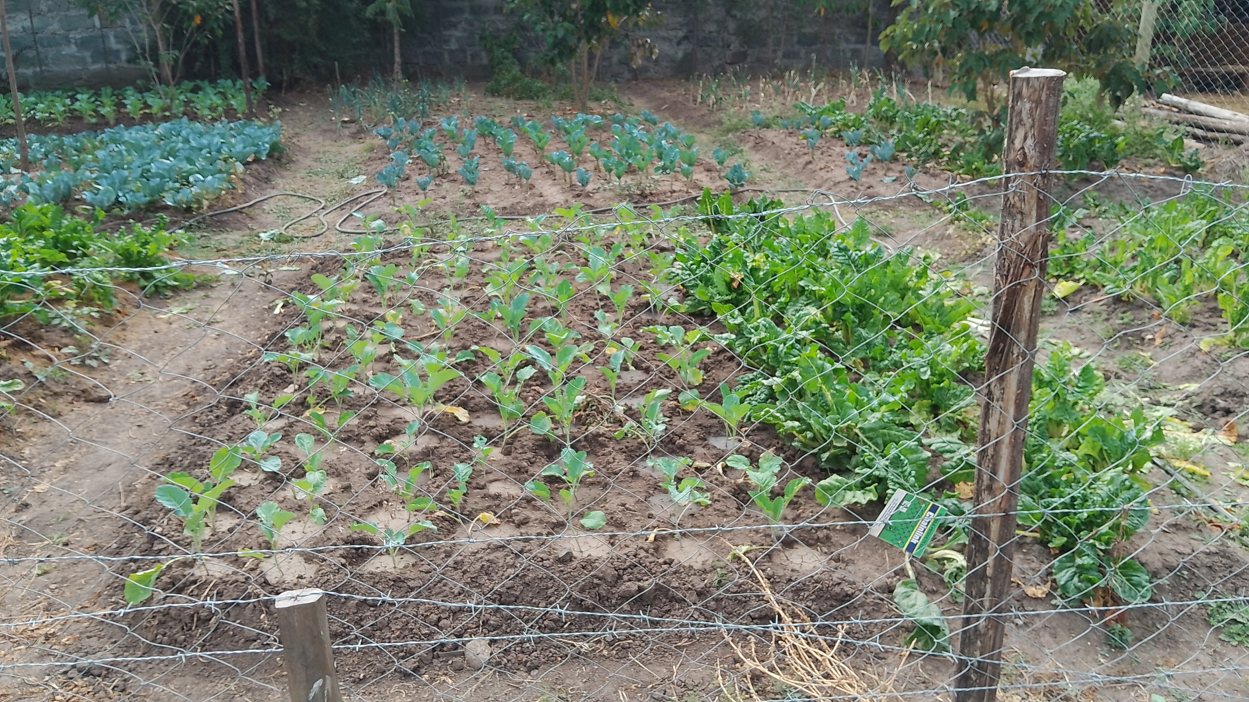 Bonnie Gardening Solutions work 2